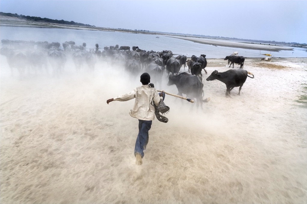 Muratganj, India, 2007  A young boy tends to his herd of water buffalo. Photo by Ed Kashi