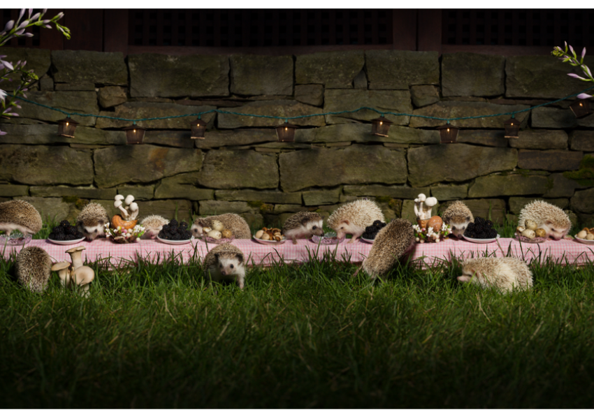 A whimsical picnic scene with hedgehogs dining on a pink tablecloth, surrounded by mushrooms and flowers, set against a stone wall.